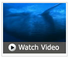 Watch a video of the great blue whale