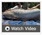 Watch a video about the giant Mekong catfish, with Zeb Hogan