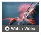 video of colossal squid