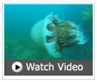 giant jellyfish video
