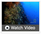 Video Great Barrier Reef