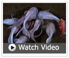 video of deepest fish