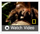 Watch a goliath tarantula hunt a mouse