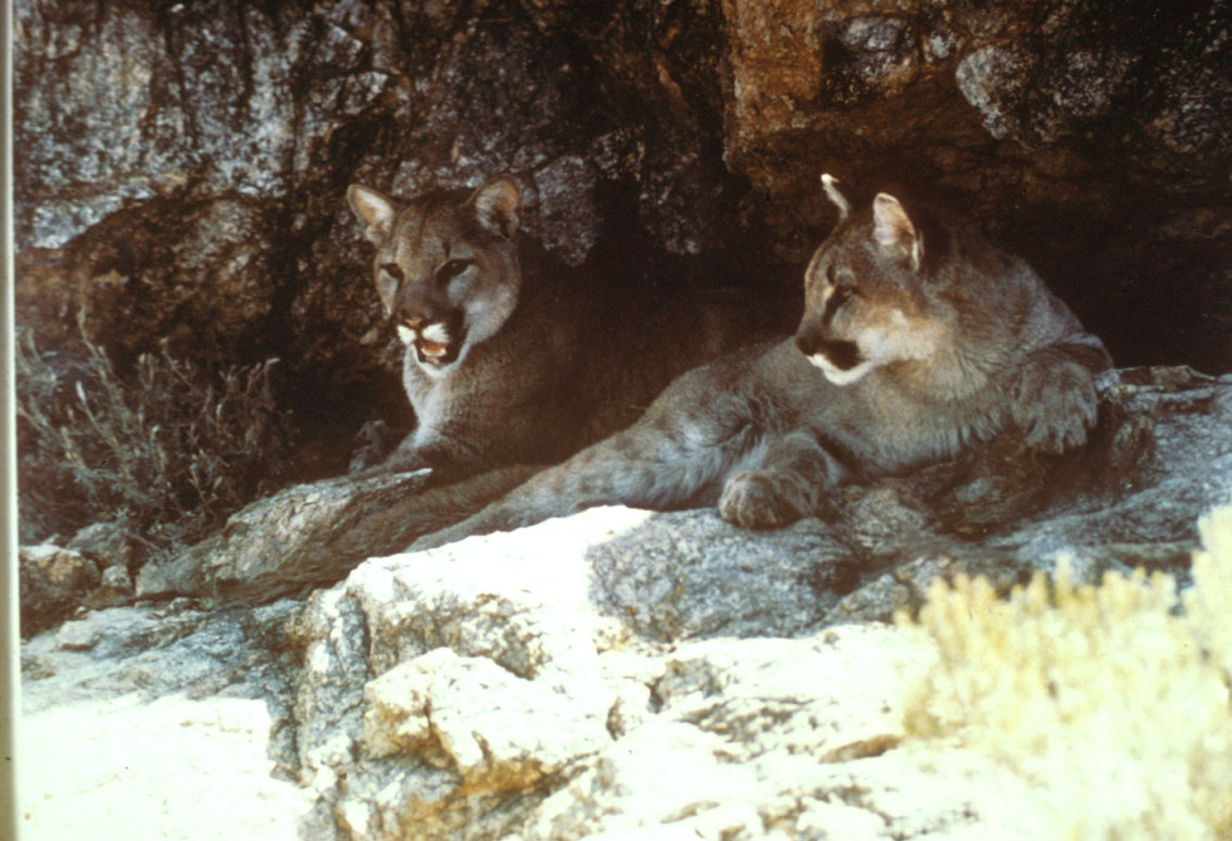 Photo of Mountain lion pair