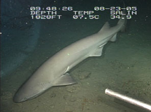 six gill deep sea shark