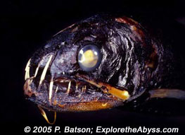 Benthic fish