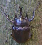 Acteon (rhinoceros) beetle