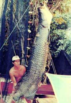 http://www.extremescience.com/images/arapaima.jpg