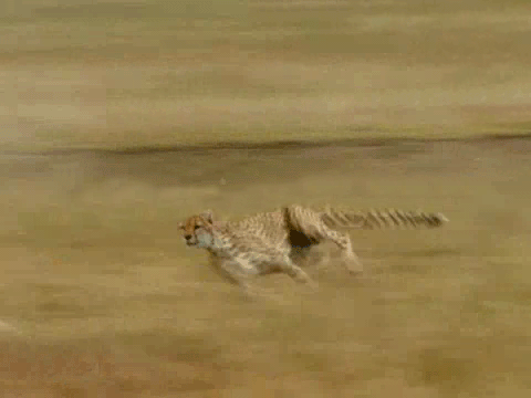 cheetah running at top speed