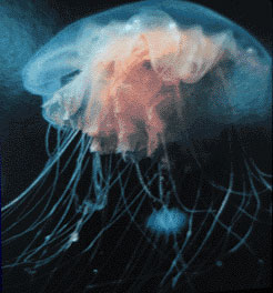 photo of arctic lion's mane jellyfish
