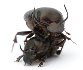 picture of world's strongest beetle