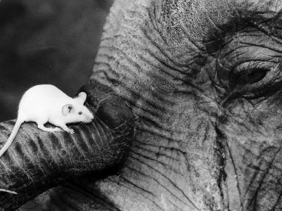 Mouse on elephant