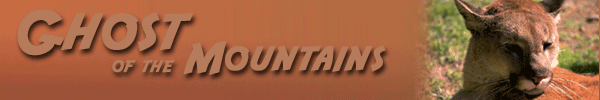 mountain lion