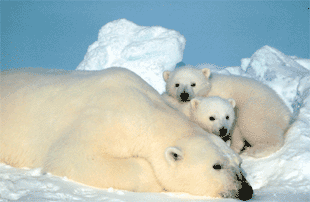 Photo of polar bear sow with cubs