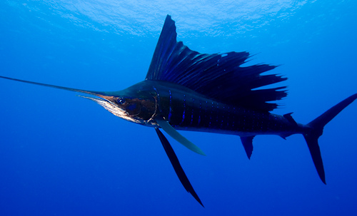 Photo of sailfish - courtesy of Robin J. Hughes