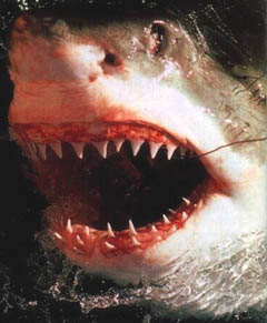 http://www.extremescience.com/images/teeth.jpg