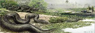 Anaconda Size And Weight