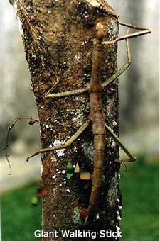 Giant Walking Stick picture